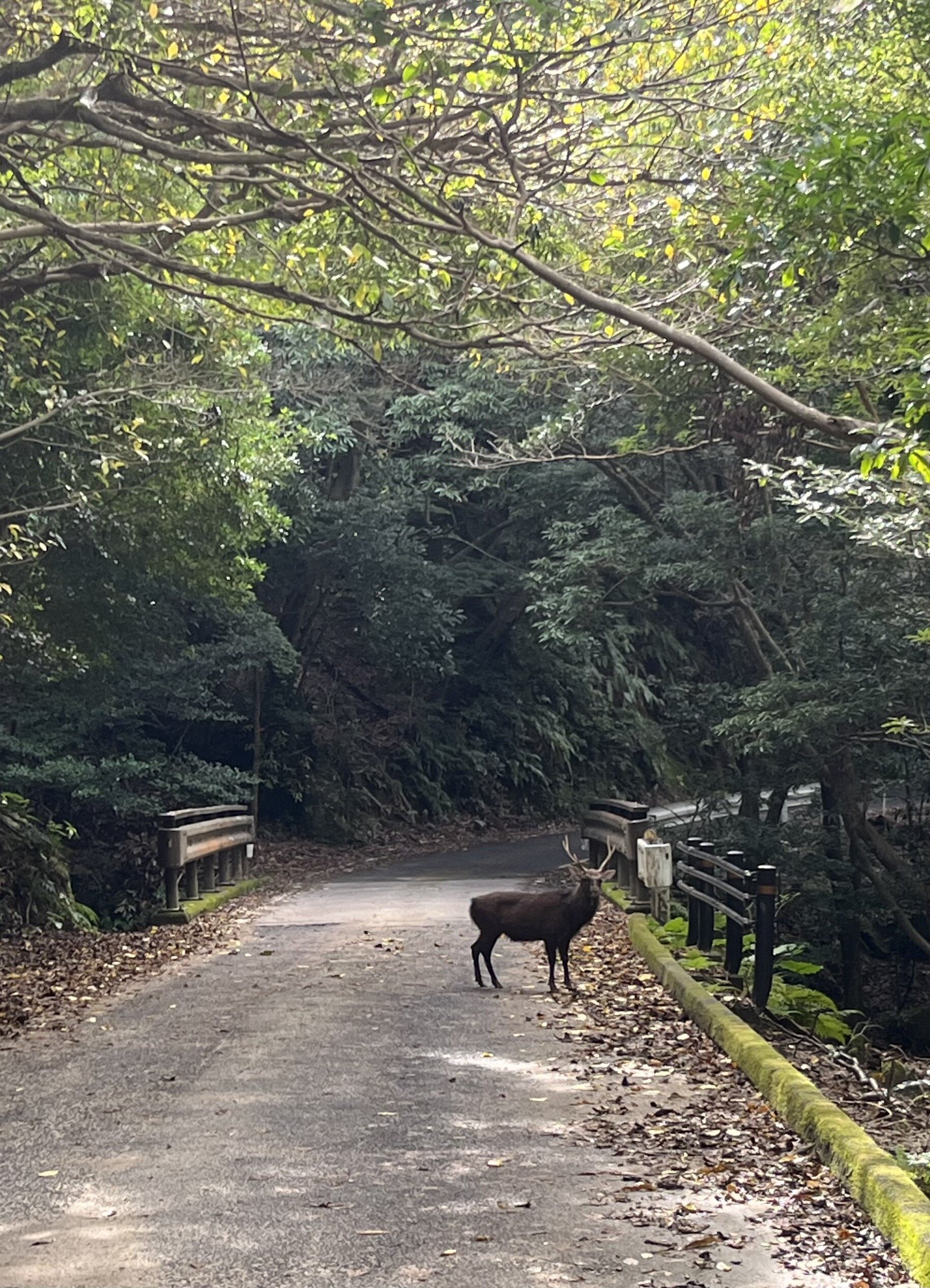 道路のど真ん中で堂々とたたずむオスのヤクシカ