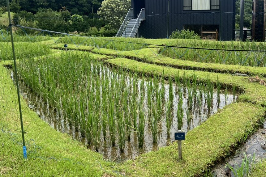 現在の水田の様子